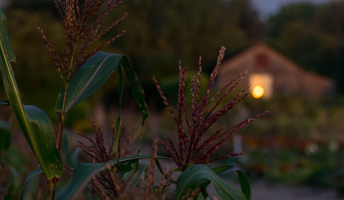 Essential Garden Tools for Beginners and Small Spaces