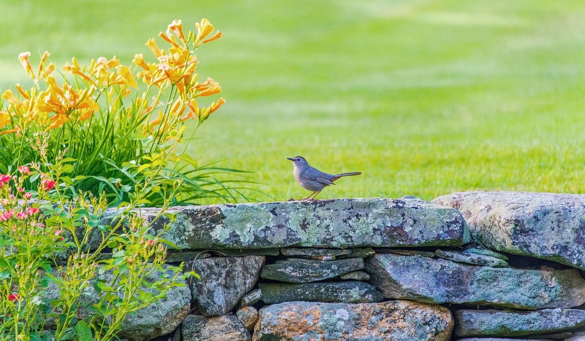 Making a Wildlife-Friendly Hedge from Mixed Native Shrubs