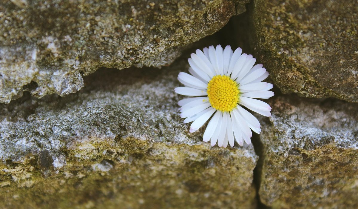 Understanding Plant Hardiness and Microclimates in Gardens